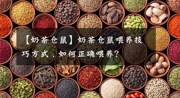 【奶茶仓鼠】奶茶仓鼠喂养技巧方式 , 如何正确喂养?