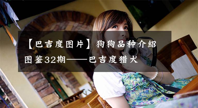 【巴吉度图片】狗狗品种介绍图鉴32期——巴吉度猎犬