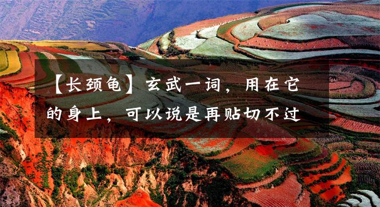 【长颈龟】玄武一词，用在它的身上，可以说是再贴切不过了