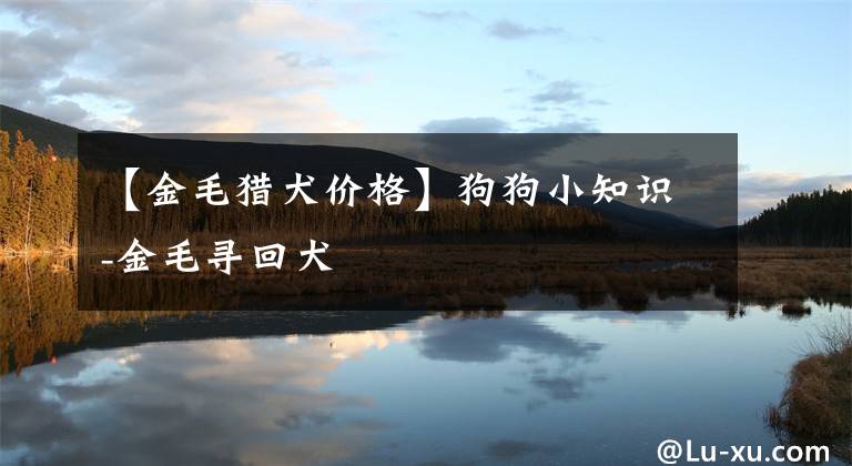 【金毛猎犬价格】狗狗小知识-金毛寻回犬