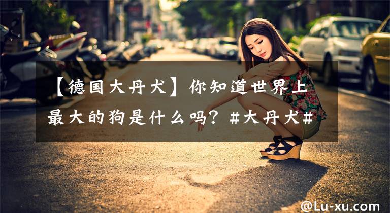 【德国大丹犬】你知道世界上最大的狗是什么吗？#大丹犬##宠物#