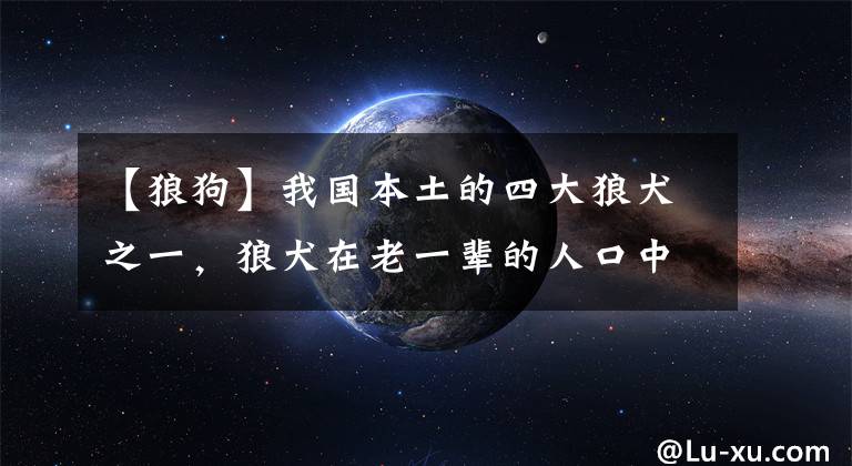 【狼狗】我国本土的四大狼犬之一，狼犬在老一辈的人口中被称之为大狼狗