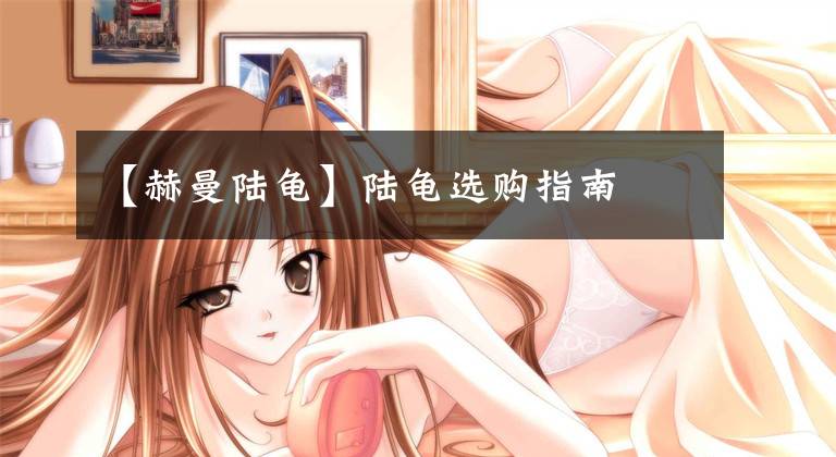 【赫曼陆龟】陆龟选购指南