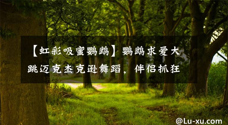 【虹彩吸蜜鹦鹉】鹦鹉求爱大跳迈克杰克逊舞蹈,伴侣抓狂只想逃