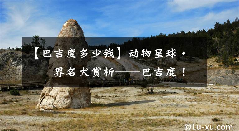 【巴吉度多少钱】动物星球·世界名犬赏析——巴吉度!