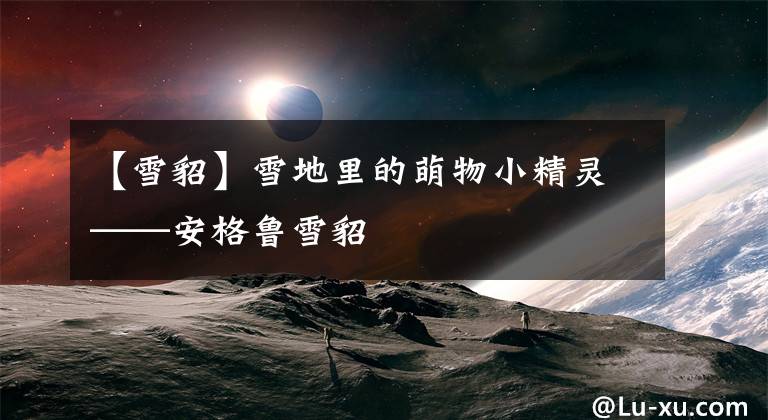 【雪貂】雪地里的萌物小精灵——安格鲁雪貂