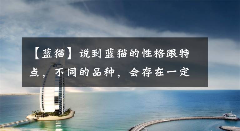 【蓝猫】说到蓝猫的性格跟特点,不同的品种,会存在一定的差异