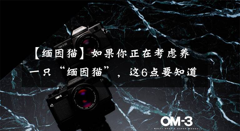 【缅因猫】如果你正在考虑养一只“缅因猫”，这6点要知道