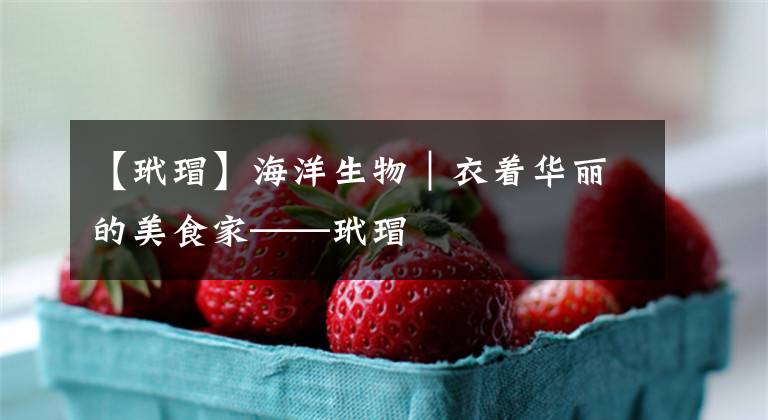 【玳瑁】海洋生物｜衣着华丽的美食家——玳瑁