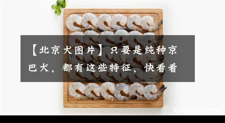 【北京犬图片】只要是纯种京巴犬，都有这些特征，快看看你家狗狗有没有！