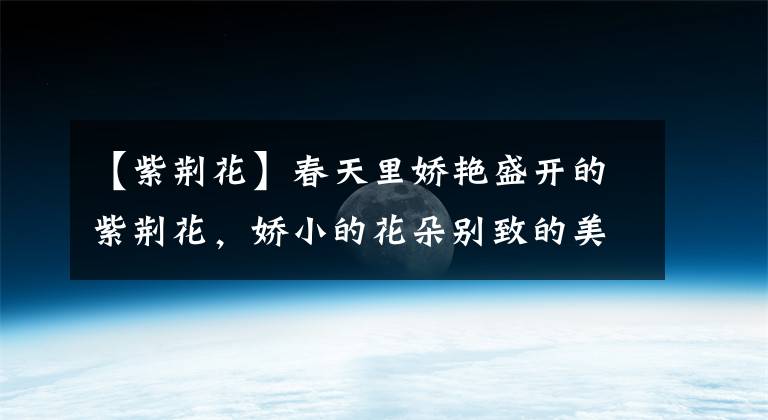 【紫荆花】春天里娇艳盛开的紫荆花,娇小的花朵别致的美,紫红色妩媚的花卉