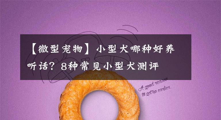 【微型宠物】小型犬哪种好养听话?8种常见小型犬测评