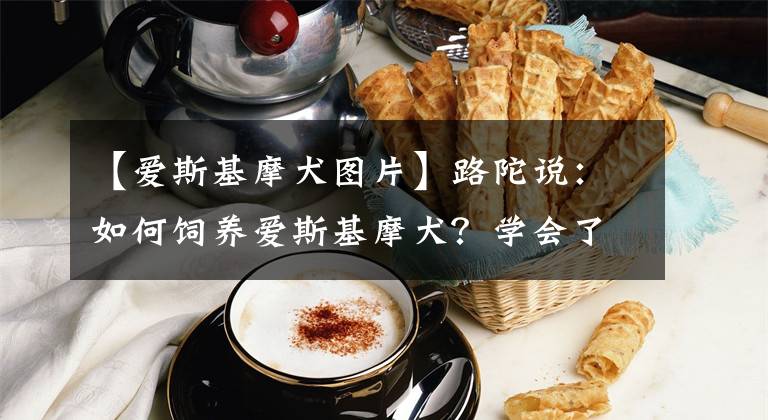 【爱斯基摩犬图片】路陀说：如何饲养爱斯基摩犬？学会了都是本事