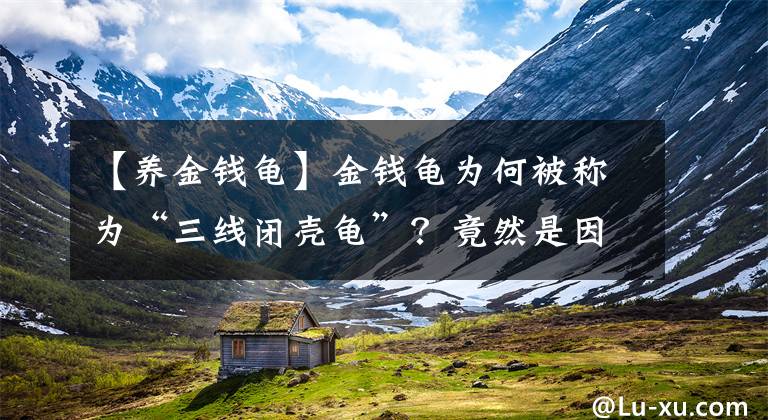 【养金钱龟】金钱龟为何被称为“三线闭壳龟”?竟然是因为这个原因