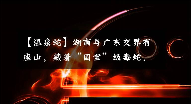 【温泉蛇】湖南与广东交界有座山，藏着“国宝”级毒蛇，数量稀少一条值百万