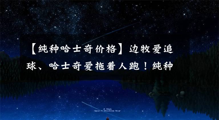 【纯种哈士奇价格】边牧爱追球、哈士奇爱拖着人跑!纯种犬都有“纯种”特性