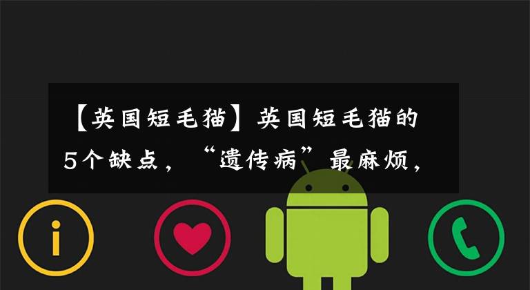 【英国短毛猫】英国短毛猫的5个缺点,“遗传病”最麻烦,劝你养其它猫吧!