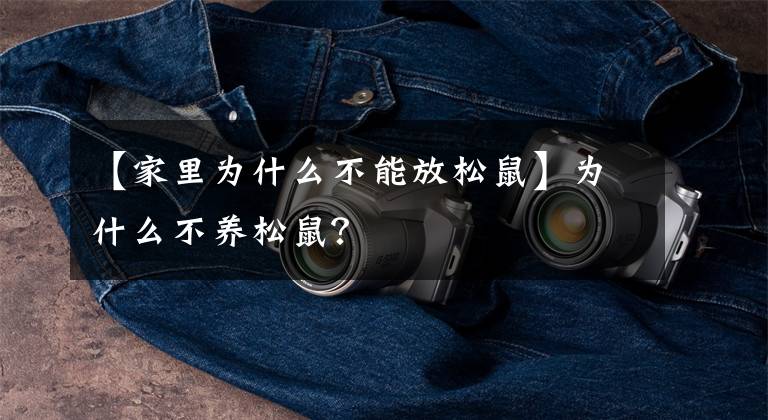 【家里为什么不能放松鼠】为什么不养松鼠?