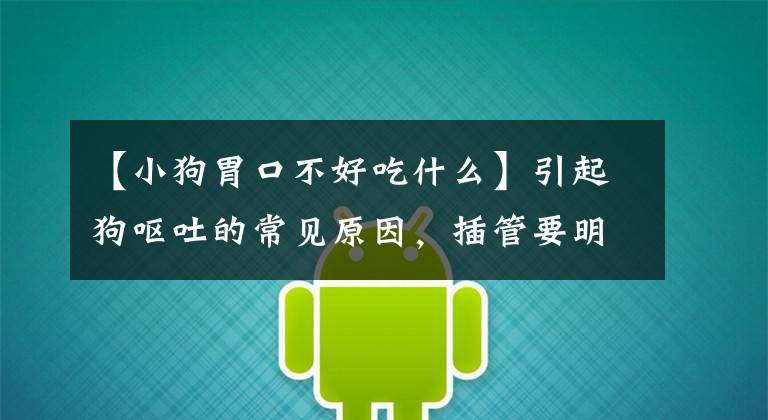 【小狗胃口不好吃什么】引起狗呕吐的常见原因，插管要明确。