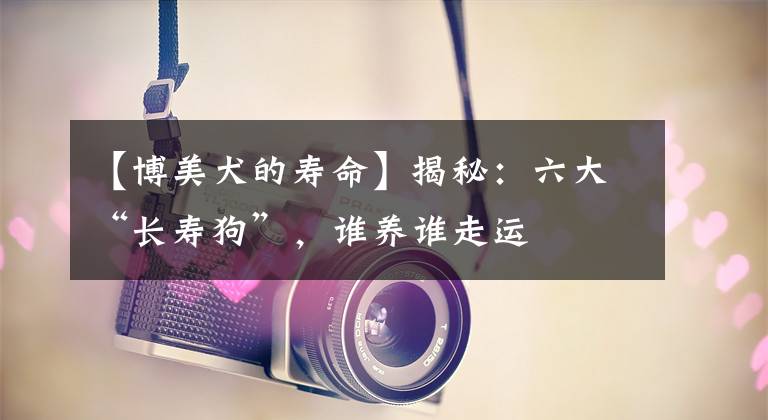 【博美犬的寿命】揭秘：六大“长寿狗”，谁养谁走运