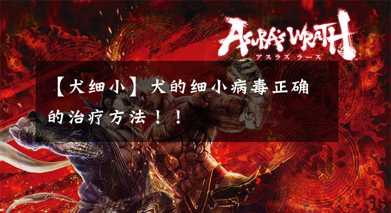 【犬细小】犬的细小病毒正确的治疗方法！！