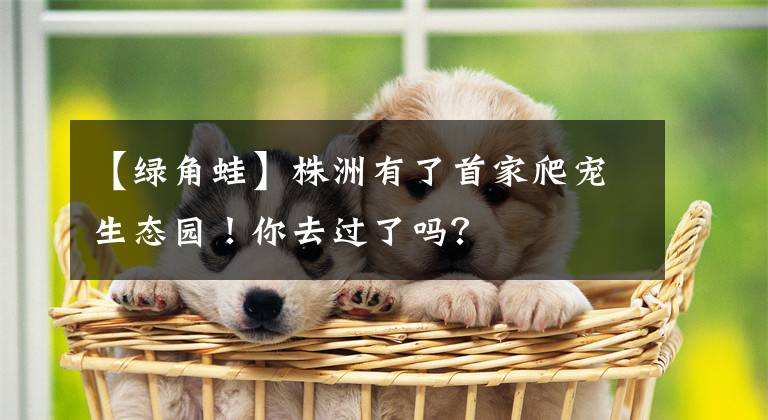 【绿角蛙】株洲有了首家爬宠生态园！你去过了吗？