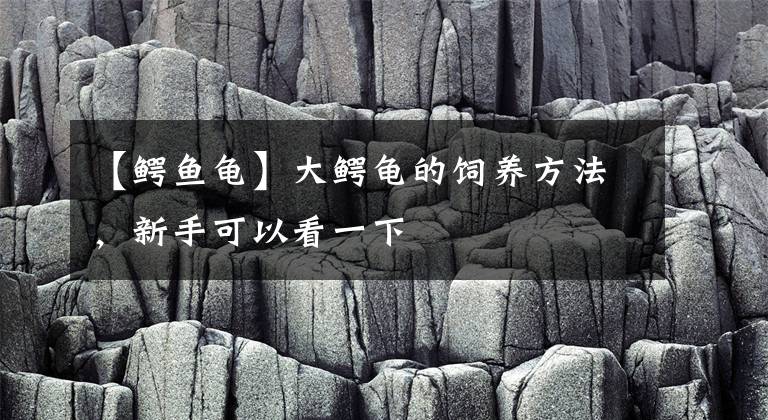【鳄鱼龟】大鳄龟的饲养方法，新手可以看一下