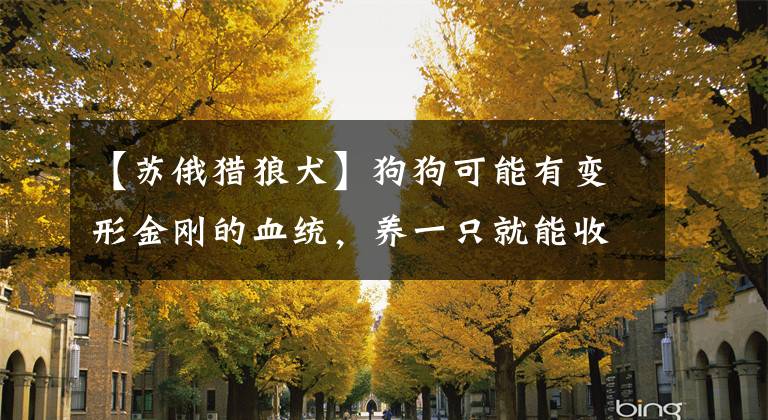 【苏俄猎狼犬】狗狗可能有变形金刚的血统，养一只就能收获一个动物园