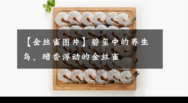 【金丝雀图片】碧玺中的养生鸟,暗香浮动的金丝雀