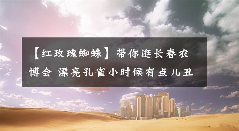 【红玫瑰蜘蛛】带你逛长春农博会 漂亮孔雀小时候有点儿丑