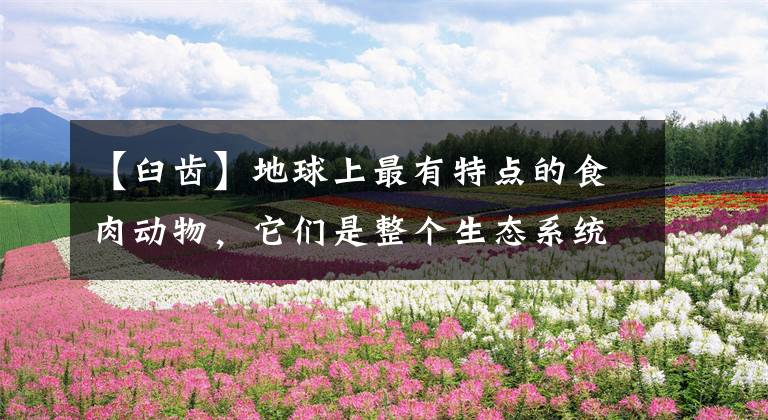 【臼齿】地球上最有特点的食肉动物，它们是整个生态系统中不可缺少的！