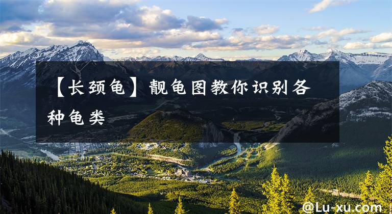 【长颈龟】靓龟图教你识别各种龟类