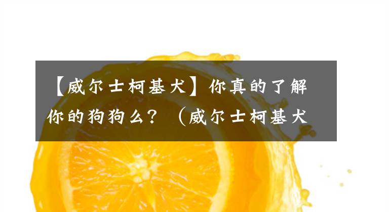 【威尔士柯基犬】你真的了解你的狗狗么？（威尔士柯基犬）