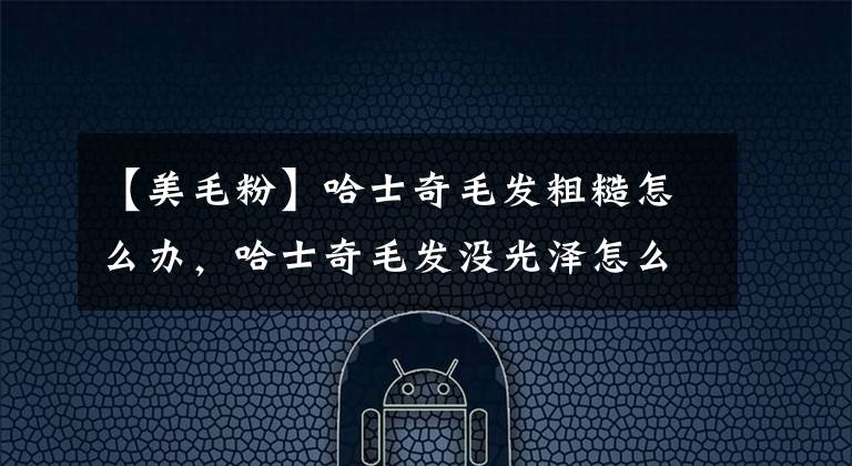 【美毛粉】哈士奇毛发粗糙怎么办，哈士奇毛发没光泽怎么办