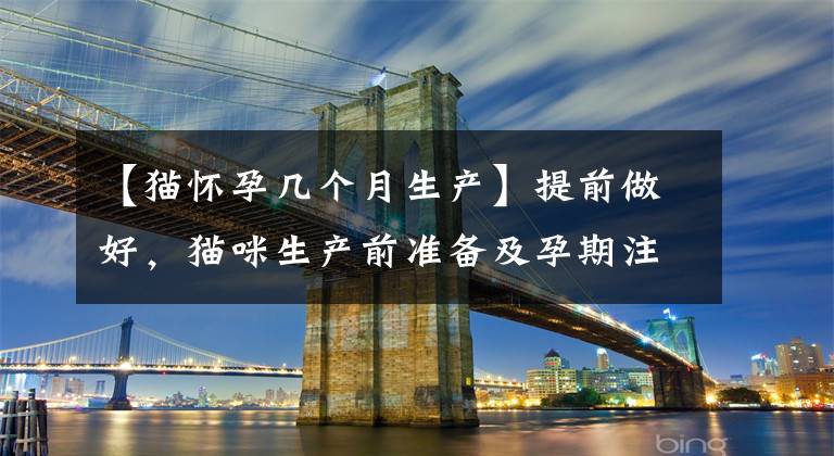 【猫怀孕几个月生产】提前做好，猫咪生产前准备及孕期注意事项