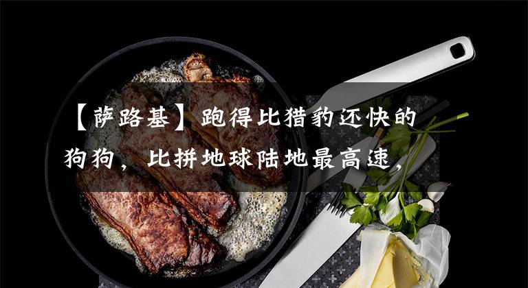 【萨路基】跑得比猎豹还快的狗狗，比拼地球陆地最高速，先要看比赛规则