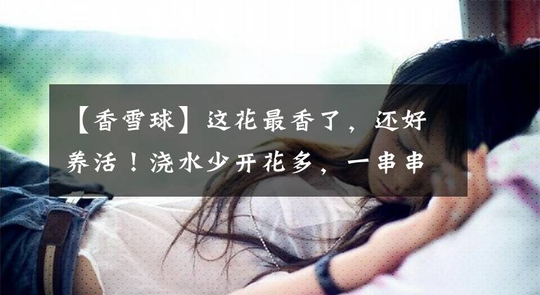 【香雪球】这花最香了，还好养活！浇水少开花多，一串串成团开