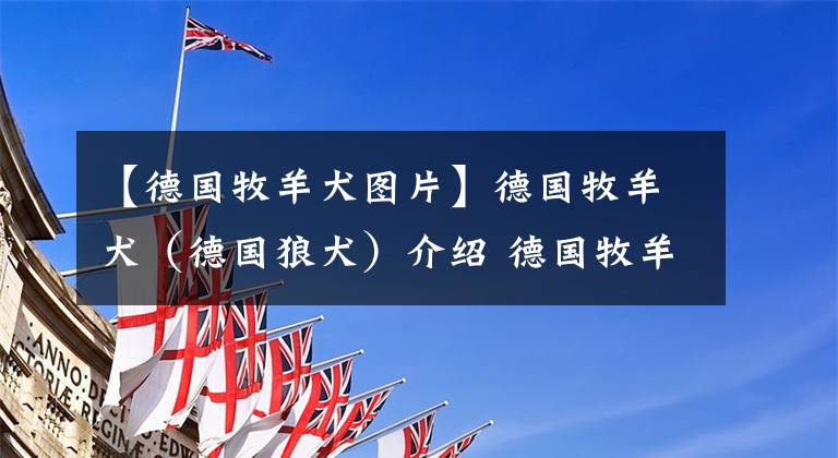 【德国牧羊犬图片】德国牧羊犬（德国狼犬）介绍 德国牧羊犬（德国狼犬）多少钱一只