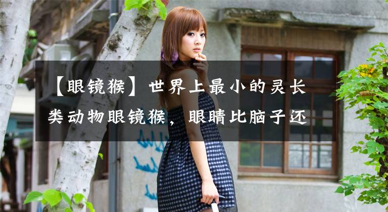 【眼镜猴】世界上最小的灵长类动物眼镜猴,眼睛比脑子还重,动作却很矫健