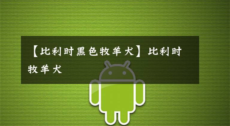 【比利时黑色牧羊犬】比利时牧羊犬