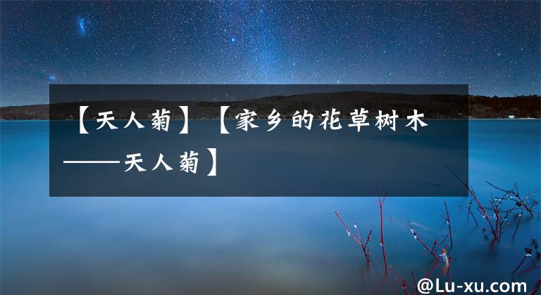 【天人菊】【家乡的花草树木——天人菊】