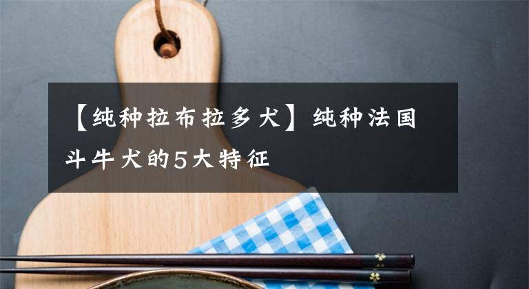 【纯种拉布拉多犬】纯种法国斗牛犬的5大特征