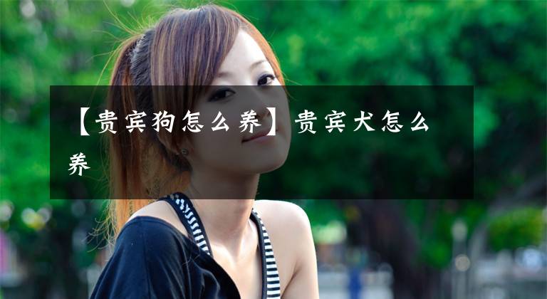 【贵宾狗怎么养】贵宾犬怎么养