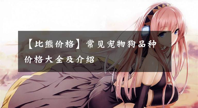 【比熊价格】常见宠物狗品种价格大全及介绍