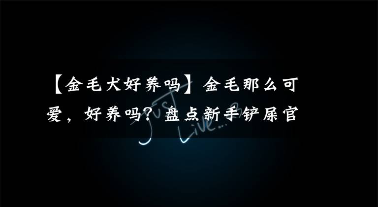【金毛犬好养吗】金毛那么可爱，好养吗？盘点新手铲屎官需要避免的雷区