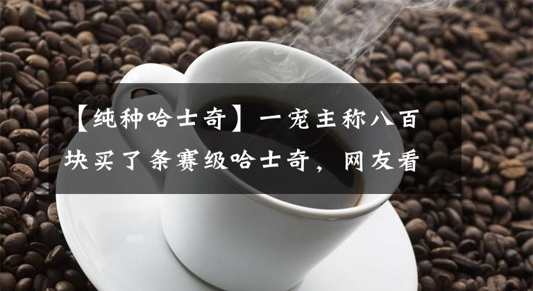 【纯种哈士奇】一宠主称八百块买了条赛级哈士奇，网友看后：赚大了，纯种哈土奇