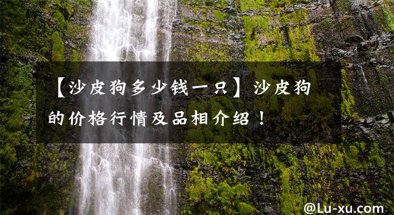 【沙皮狗多少钱一只】沙皮狗的价格行情及品相介绍！