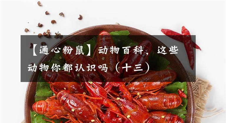 【通心粉鼠】动物百科,这些动物你都认识吗(十三)