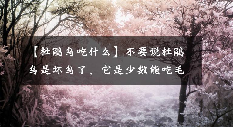 【杜鹃鸟吃什么】不要说杜鹃鸟是坏鸟了，它是少数能吃毛毛虫的鸟类