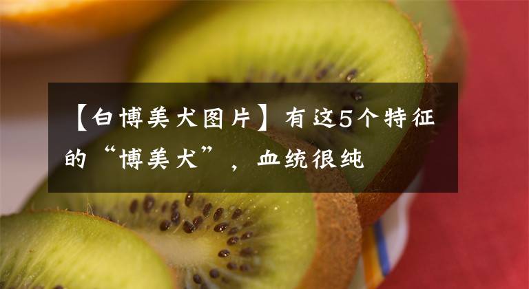 【白博美犬图片】有这5个特征的“博美犬”，血统很纯